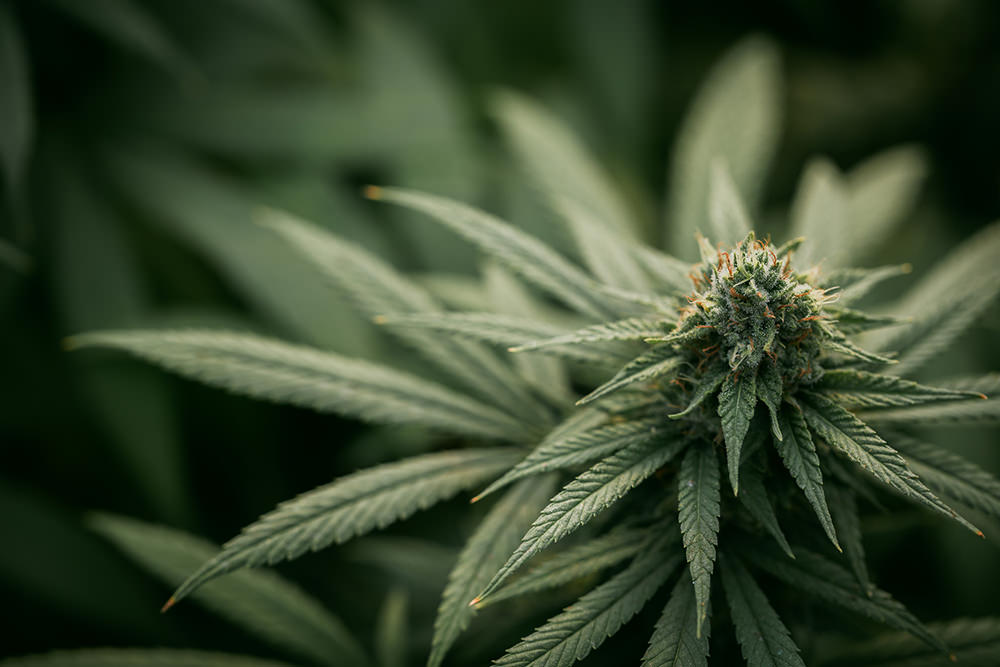Cannabis-Therapie Osnabrück Cannabis-Therapie Osnabrück